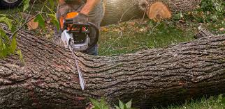 How Our Tree Care Process Works  in  Park Falls, WI