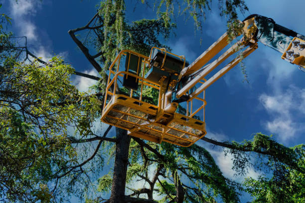 Trusted Park Falls, WI Tree Services Experts