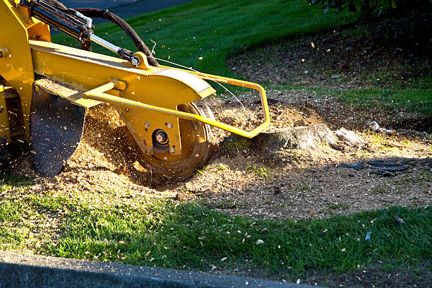 Lawn Grading and Leveling in Park Falls, WI